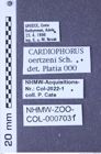 Etiketten zu Cardiophorus oertzeni (Schwarz, 1900) (NHMW-ZOO-COL-0007031)